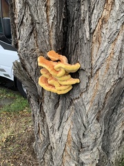 Laetiporus sulphureus