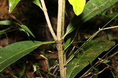 Coelospermum paniculatum