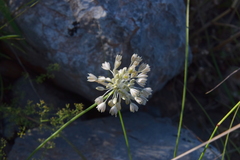 Allium tenuiflorum