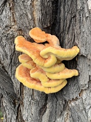 Laetiporus sulphureus