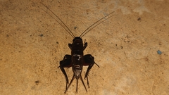 Teleogryllus derelictus