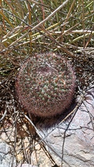 Mammillaria johnstonii