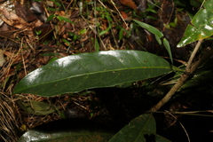 Coelospermum paniculatum