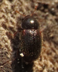 Polyphaga
