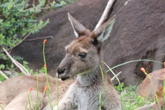 Macropus fuliginosus