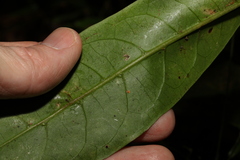 Coelospermum paniculatum
