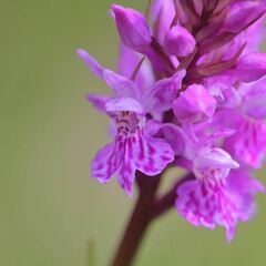 Dactylorhiza fuchsii