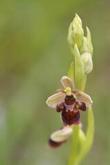 Ophrys