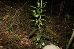 Coelospermum paniculatum