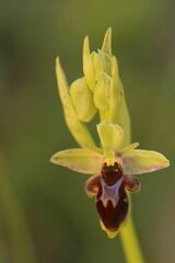 Ophrys scolopax