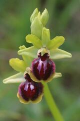 Ophrys sphegodes passionis