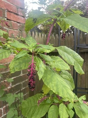 Phytolacca americana