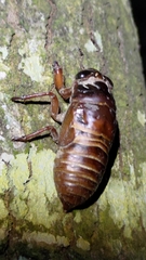 Cryptotympana