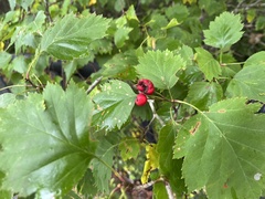 Crataegus chrysocarpa