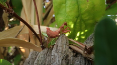 Ameles spallanzania