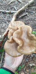 Lyophyllum