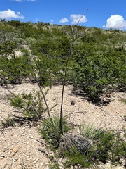Yucca campestris