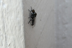 Simuliidae
