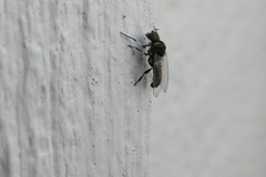 Simuliidae