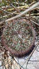 Mammillaria johnstonii