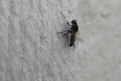 Simuliidae