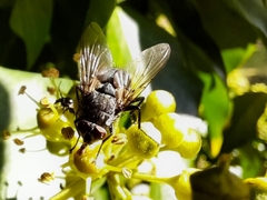 Calyptratae