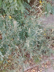 Atriplex oblongifolia