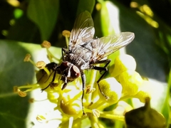 Calyptratae