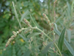 Atriplex oblongifolia