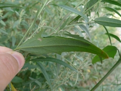 Atriplex oblongifolia