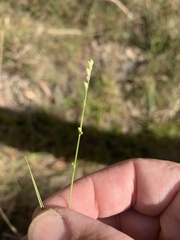 Setaria