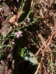 Lacerta schreiberi