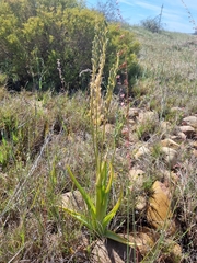 Bulbine praemorsa