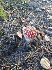 Amanita muscaria