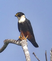 Falco rufigularis