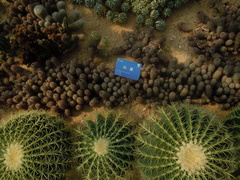 Kroenleinia grusonii