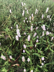 Persicaria bicornis