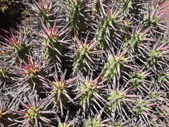 Euphorbia ferox