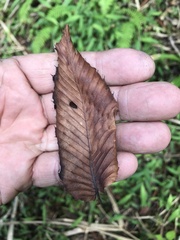 Carpinus rankanensis