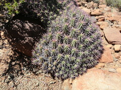 Euphorbia ferox