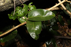 Celastrus subspicatus