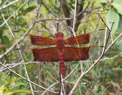 Camacinia gigantea
