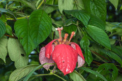 Mussaenda erythrophylla