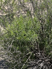 Sidneya tenuifolia