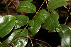 Celastrus subspicatus