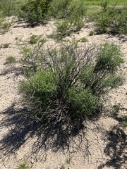 Sidneya tenuifolia