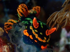 Nembrotha kubaryana
