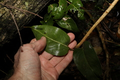 Celastrus subspicatus