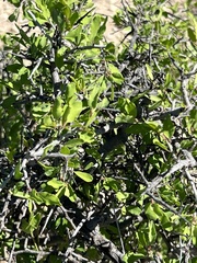 Sarcomphalus obtusifolius