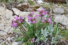 Pedicularis rostratocapitata
